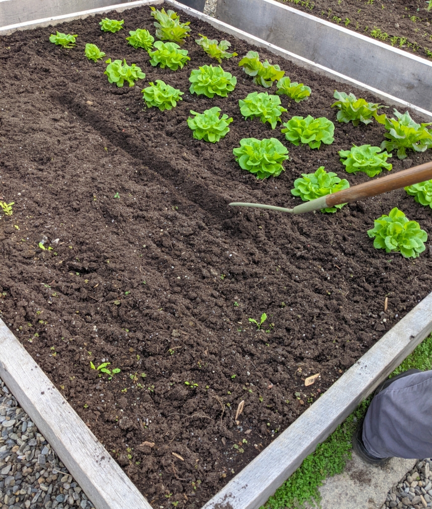 What's Growing in My Vegetable Greenhouse - The Martha Stewart Blog