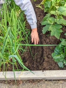 In between the scallions and the mature daikon, Ryan carefully drops more daikon radish seeds. This variety, 'KN-Bravo', features sweet-flavored, attractive purple roots. The internal color ranges from pale purple to white with purple streaks. It adds beautiful color to kimchi or fresh salads.
