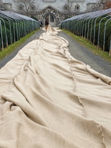 Because the burlap comes in 48-inch wide and 60-inch wide rolls, it’s necessary to sew lengths of burlap, so it is wide enough to cover the boxwood.