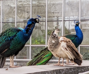 And what do you think, my peafowl friends? My peacocks and peahens are back behind the greenhouse sitting on the ledge watching all the activity around the farm.