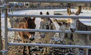 And just up the hill is the donkey paddock, where Truman "TJ" Junior, Rufus, Jude "JJ" Junior, Billie, and Clive stay during the day. They love this weather and have naturally thick coats that protect them in the cold.