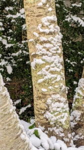 One can sometimes tell the direction of the wind by the way the snow collects on the trees - it creates such interesting patterns on the tree trunks.