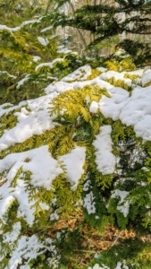 The bright white snow looks so pretty against the golden-green foliage.