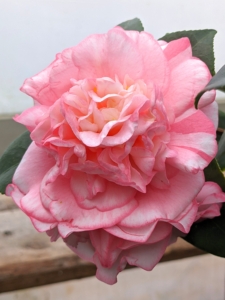 'Can Can' has soft rose colored flowers with pale pink striations at the base, occasionally, small bright rose splashes and irregular, very pale pink to white borders.