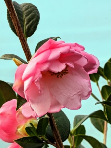 Large, semi-double soft pink blooms appear from late fall into winter on this variety, 'Taylor's Perfection.'