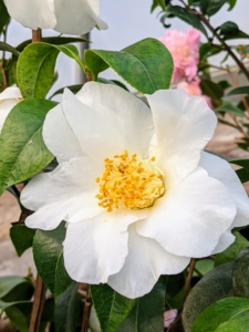 'Silver Waves' features showy white round flowers with yellow eyes at the ends of the branches from late winter to early spring. Different varieties of camellias come in various shapes: anemone, single, semi-double, formal double, rose-form double and peony form. Their flowers are usually large and can be about four-inches in diameter.