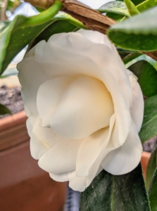 This Camellia 'Nuccio's Gem' flower is still unfurling. Their blooms are usually large and conspicuous, one to 12 centimeters in diameter.