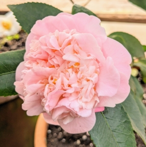 This is ‘High Fragrance’ - with large, light pink, semi-double flowers and an alluring scent.
