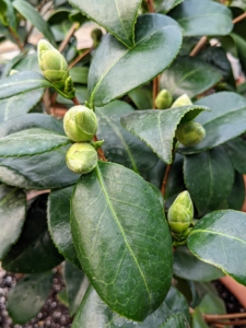 The leaves of a camellia are alternately arranged, simple, thick, serrated, and glossy. These are the buds of 'Pink Wings' - when in bloom, it will feature soft pink, medium to large, irregular semi-double flowers.
