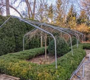 Here is a frame built along one side of the garden. Building the frame at least a foot taller than the tallest shrub protects any heavy snow from weighing down onto the tender foliage.