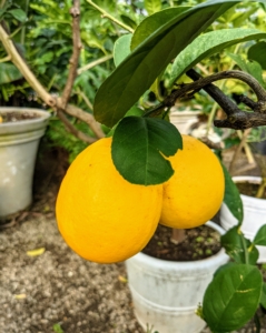 Meyer lemons are also smaller and more round than their regular store-bought cousins.