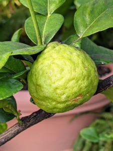 This is a Citrus hystrix, or makrut lime. It is native to tropical Asia, including India, Nepal, Bangladesh, Thailand, Indonesia, Malaysia, and the Philippines. The leaves of this tree are often used in Thai cooking for their delicious flavor and fragrance.