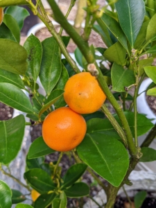 The fruits of the calamondin are small and thin skinned. Its juice can be used like lemon or lime to make refreshing beverages, or to flavor fish and various soups.