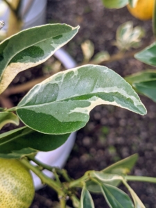 The leaves are also marked with cream and soft green.