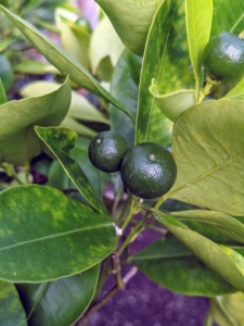 Here are more rounded limes - still young, but growing so well.