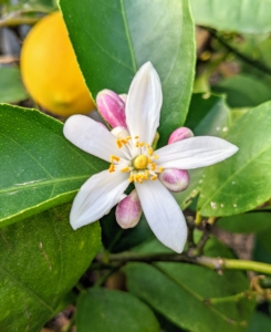 Citrus flowers are either solitary or clustered – and one can practically smell their beautiful aroma.