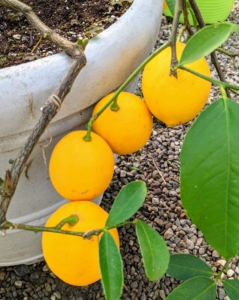 I have many lemon trees. The Meyer lemon was first introduced to the United States in 1908 by the agricultural explorer, Frank Nicholas Meyer, an employee of the United States Department of Agriculture who collected a sample of the plant on a trip to China. Citrus limon ‘Meyer’ is my favorite lemon because this thin-skinned fruit is much more flavorful than the ordinary store-bought. I love to use them for baking and cooking.