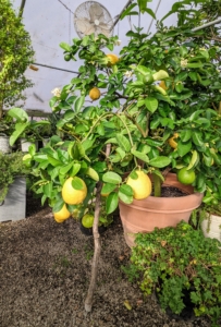 And this is my beautiful Citrus limon ‘Ponderosa’ or ‘The American Wonder Lemon’ – this plant produces a thick mass of highly fragrant flowers, which become tiny lemons. Those lemons get bigger and bigger, often up to five pounds! This ‘Ponderosa’ citrus tree is pretty large, so it is always stored in the front just behind the doors.
