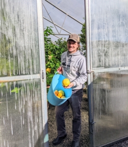 My citrus hoop house is located across the carriage road from my vegetable garden not far from my chickens. My gardeners check the citrus house every day, but on this morning, Ryan is also harvesting lots of delicious, juicy fruits. They have been very productive this year.