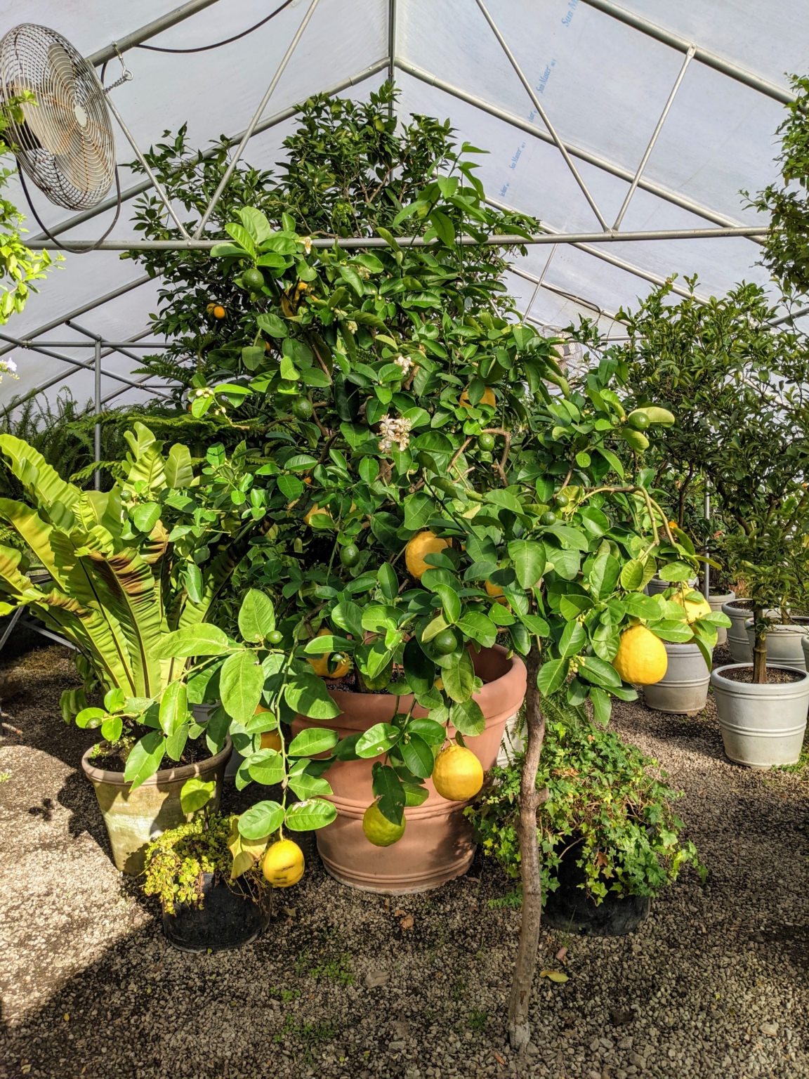 Growing Citrus at My Farm - The Martha Stewart Blog