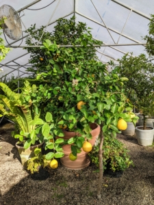 They will stay in this greenhouse for about seven months. Citrus plants dislike abrupt temperature shifts and need to be protected from chilly drafts and blazing heaters. Dwarf citrus trees require at least eight to 12 hours of full sunshine and good air circulation to thrive.