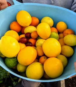 Here's one full bucket of various citrus fruits. I always have enough lemons for whatever I need. I can’t recall the last time I actually bought a lemon.