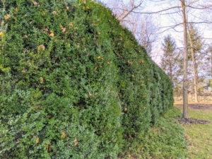 The tall American boxwood that surrounds my sunken garden also needs protection. This boxwood is more hardy than its European cousins, so it doesn't need burlap.