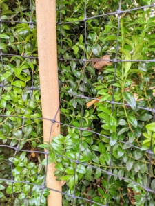 We use these bamboo stakes to help secure the netting around the boxwood.