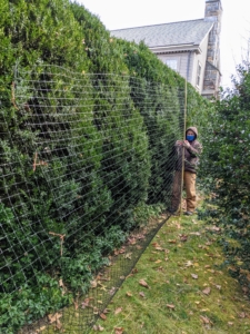Instead, it is is protected with plastic netting to keep the branches from splaying.