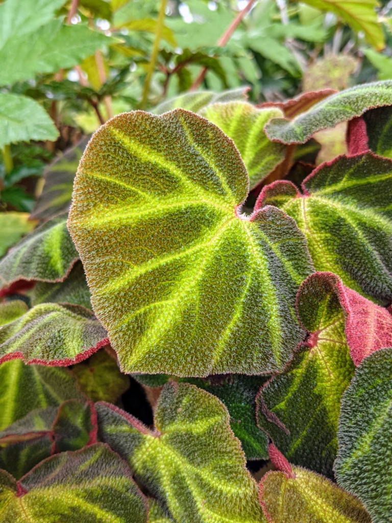 Propagating Begonias from Stem Cuttings The Martha Stewart Blog