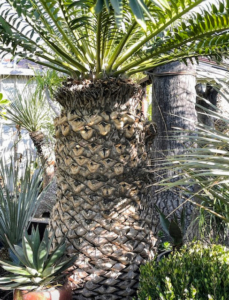This is an “ancient” and very large Encephalartos tree. Encephalartos woodii, Wood’s cycad, is a rare cycad in the genus Encephalartos, and is endemic to the oNgoye Forest of KwaZulu-Natal, South Africa. It is one of the rarest plants in the world.