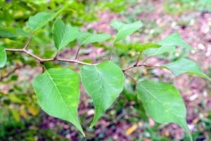 The leaves are three to five inches long and about three-inches wide. They are thick, firm, dark green and pale green. There is also a line down the center of each leaf, with lines forming upside-down V-shapes extending from the center line to the edge of the leaf.