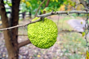 Have you ever seen an Osage orange? Despite its name, it is not related to oranges at all. It is actually a member of the fig family. Each fruit is about four to five inches in diameter. This photo was take in the fall, when the trees bear fruit.