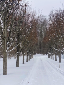 Here is the Linden Allee just beyond the stable. The linden tree, Tilia, is also referred to as basswood or lime, though it is not related at all to the lime fruit. They are straight stemmed trees with smooth bark. The gravel covered carriage road below is now completely coated in white powder.