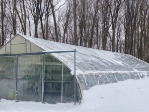 I am glad all my precious tropical plants are safe inside their heated hoop houses. This one stores my citrus collection - lemon trees, lime trees, cumquat, calamondin, and orange trees - all growing so wonderfully here at the farm.