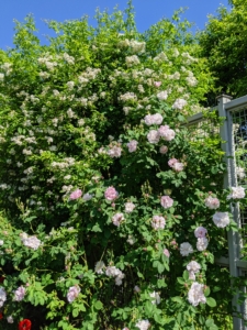 These roses look fuller every year – in part because of regular pruning. We prune all the roses and cut any superfluous branches or shoots for better flowering and good health.