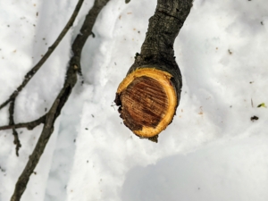 As with any pruning project, it's important to cut the three "Ds" - dead, diseased, and damaged branches. This is a dead branch - notice the dark brown wood. Dead branches, or those without any signs of new growth, are cut, so the energy is directed to the branches with fruiting buds.
