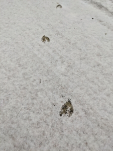 And look at this - very clear deer tracks on the snow. Which way did it go?