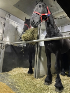 Both horses didn't seem to mind traveling at all. They flew directly to JFK International Airport here in New York. The two are a bonded pair, so as long as they are near each other, they are happy.