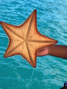... And soft undersides. When looking at the underside of a live sea star, one can see its tube feet wiggling.