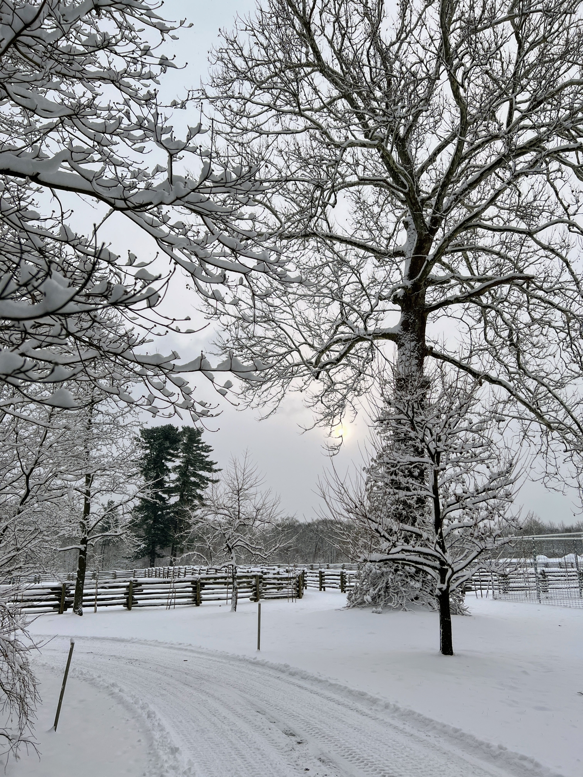 Beautiful Snow Covers My Farm - The Martha Stewart Blog