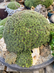 This is a large specimen aged Abromeitiella brevifolia mound in a low charcoal gray concrete disk planter. Look in the January/February issue of "Living" for a beautiful overhead view of these gorgeous plants.