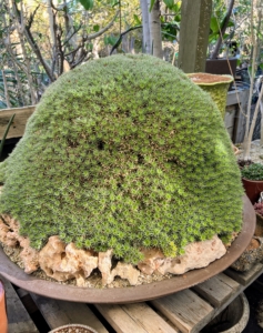 This is another Abromeitiella brevifolia mound in a low iron ceramic bowl planter. It is a dwarf, succulent bromeliad that grows terrestrially. It forms small rosettes of lance-shaped to triangular stiff, fleshy, leaves that proliferate from offsets to form a compact rounded mound that could grow up to 70-inches in diameter. From a distance, the entire plant looks soft and moss-like but they are anything but - instead they are very, very sharp!