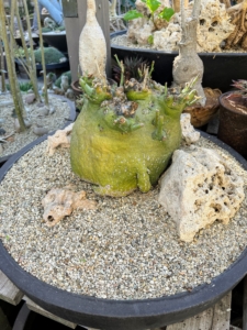 Adenia glauca is a caudiciform succulent that starts forming a fat green trunk almost after seed germination and continues to grow fatter as it ages. The leaves are pale gray-green to glaucous green and are largest at the base of the stem and smaller at the tips.