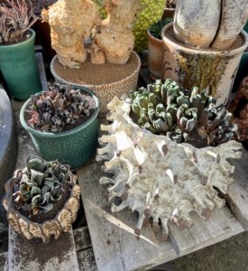 I saw these assorted Haworthia plants and remembered my own in my greenhouse in Bedford, New York. Haworthias are succulents native to South Africa and are small, low-growing plants that form rosettes of fleshy green leaves generously covered with white pearly warts or bands.