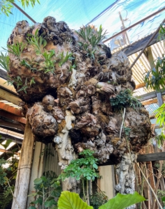 This is a giant staghorn fern cluster on an aged burled tree stump from Bali. It is massive in size. I love staghorns and also have a beautiful collection of my own. Staghorn ferns look very much like deer or elk antlers and are native to Asia and Australia. The plants are part of the Polypodiaceae family. They grow slowly, but end up quite large and impressive when mature.