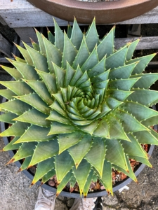 Here is a closer look from the top of one. Its fleshy gray-green leaves form a tight rosette forming clockwise or counterclockwise as it ages.