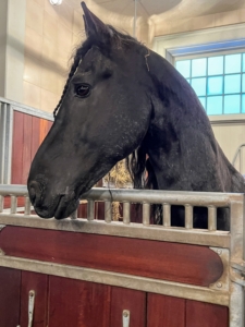This is Hylke, back in his stall waiting to be groomed.