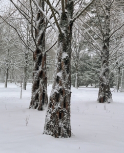 Here’s a stand of dawn redwoods, Metasequoia, with their straight trunks – impressive trees by any standard, and beautiful in any season. I love how the snow collects on the trunks of these handsome trees.