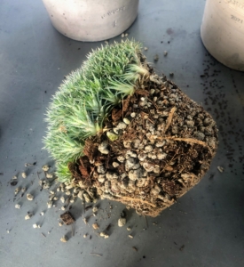Abromeitiella brevifolia can thrive in any well-drained soil, whether it’s rocky, poor, or dry. The important thing is that it drains properly. This will prevent the plant from getting sick with fungi and the roots from rotting. Notice the mix of materials in this root ball - soil, gravel, sand, etc.